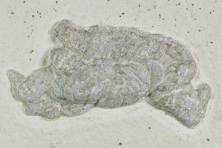 Fossil Fish Coprolite (Fish Poop) - Germany #110622